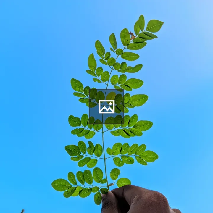 Hand Holding Green Leaf Stem