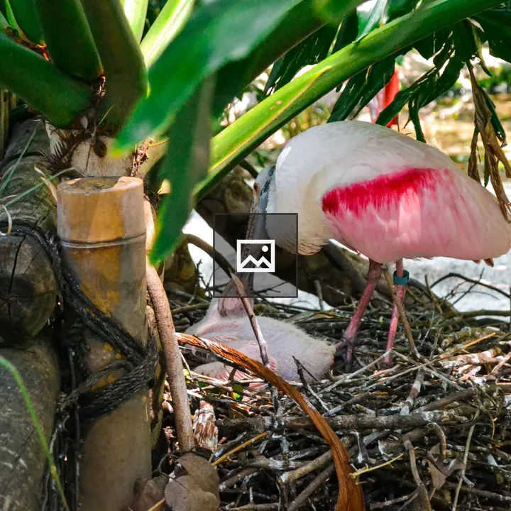 Spoonbill and Baby Nesting