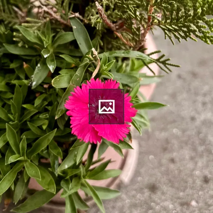 Pink fringed flower