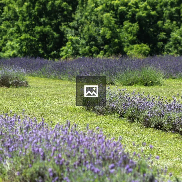 Lavender Field in New York
