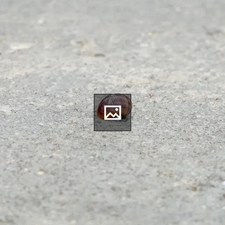 Brown snail on concrete