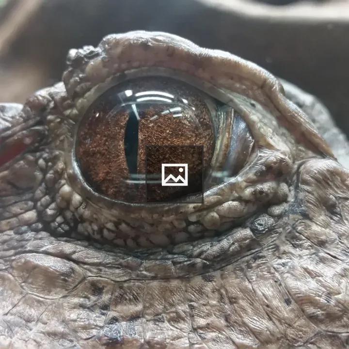 Caiman Eye