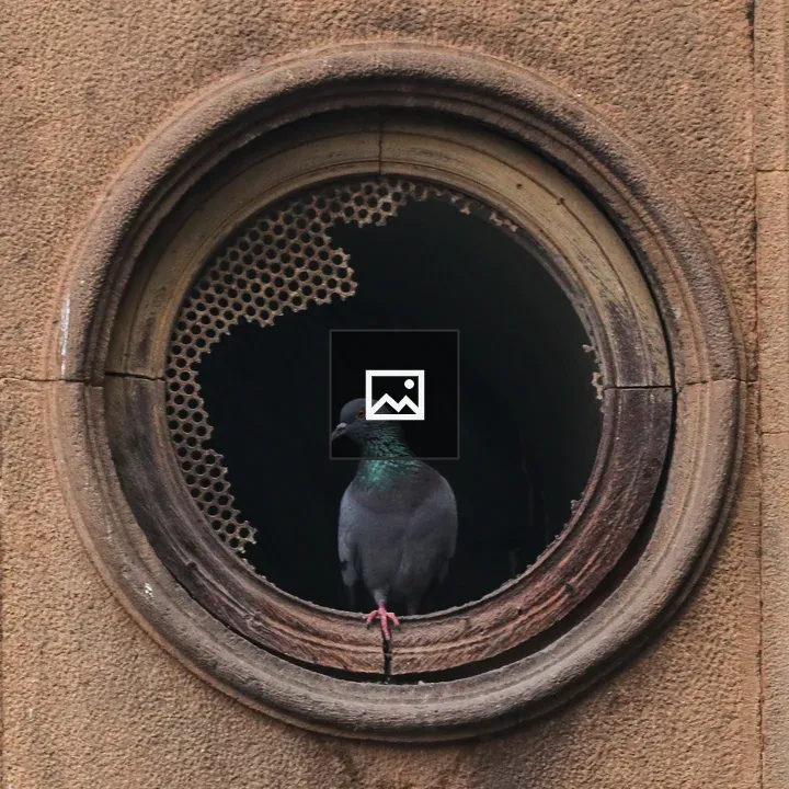 Pigeon in stone archway