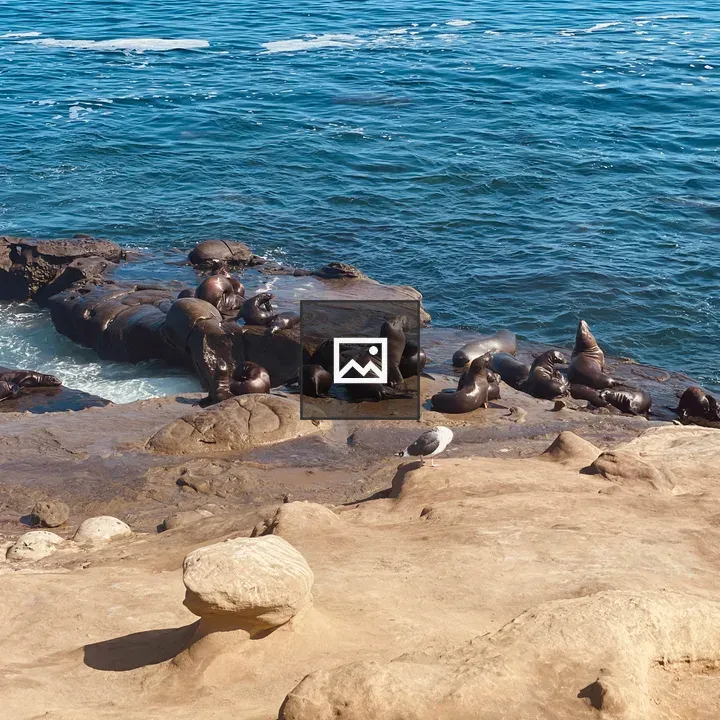 Sea lions on rocky cliffs at La Jolla Cove