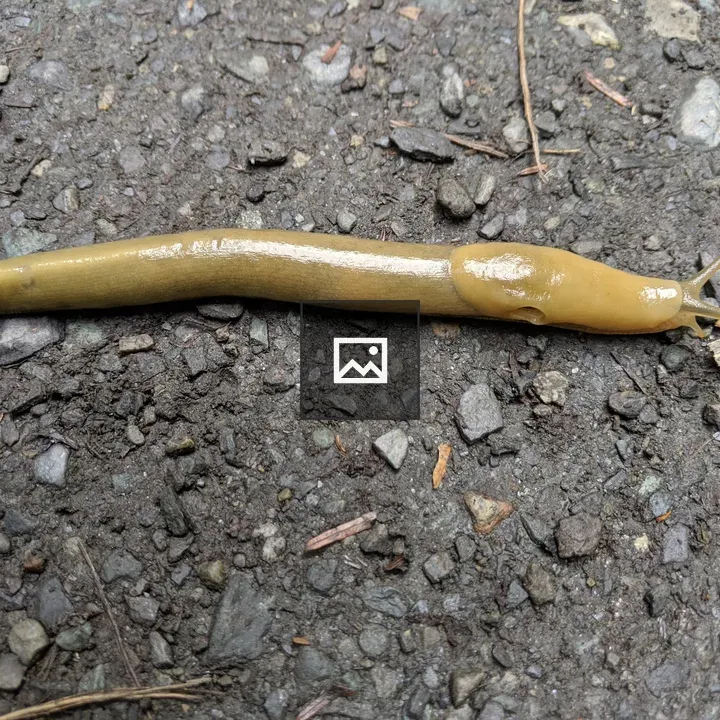 Yellow slug