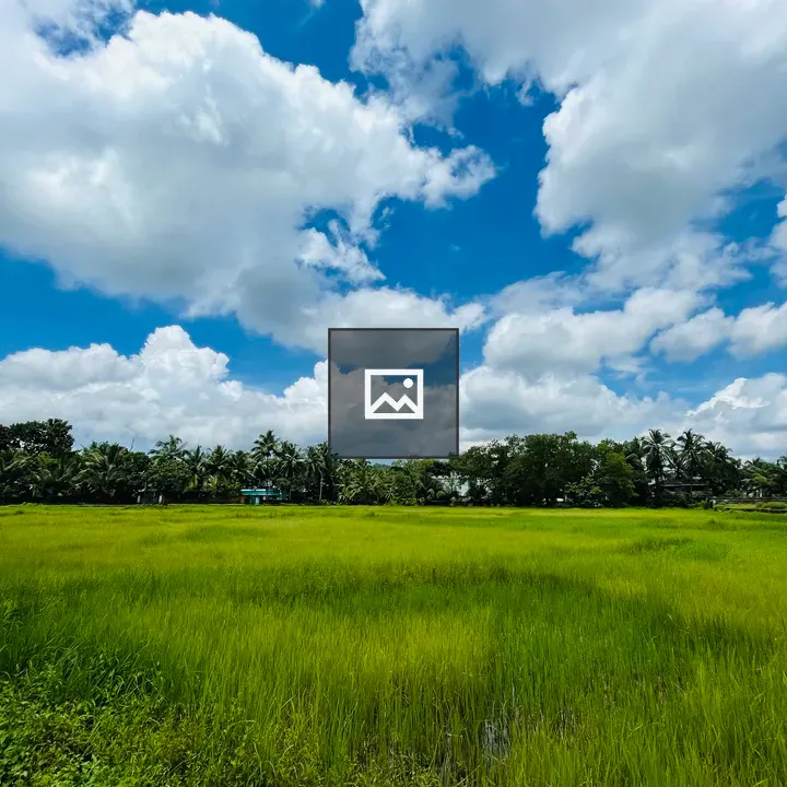 White clouds over paddy field