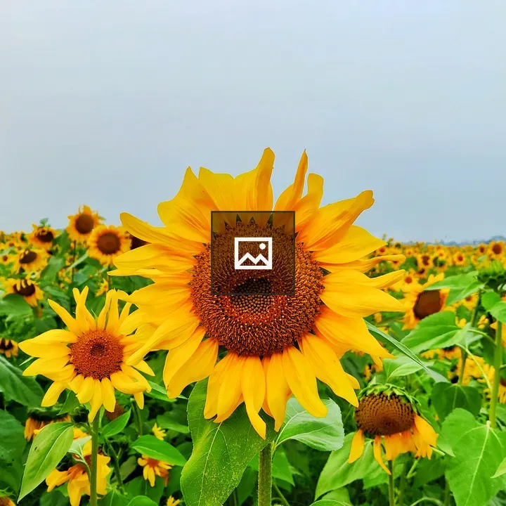 Sunflower in Landscape