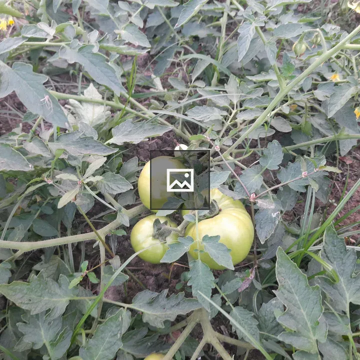 Unripe green tomatoes on vine