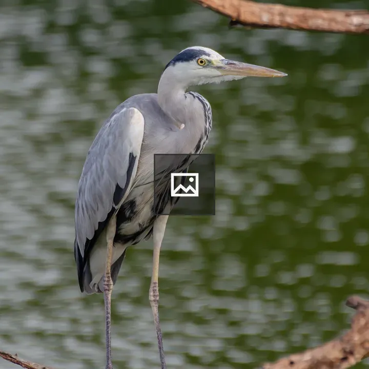 Grey Heron