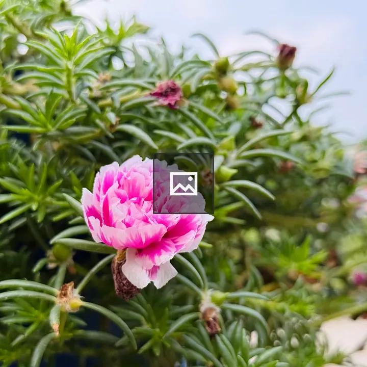 Pink and white flower close-up