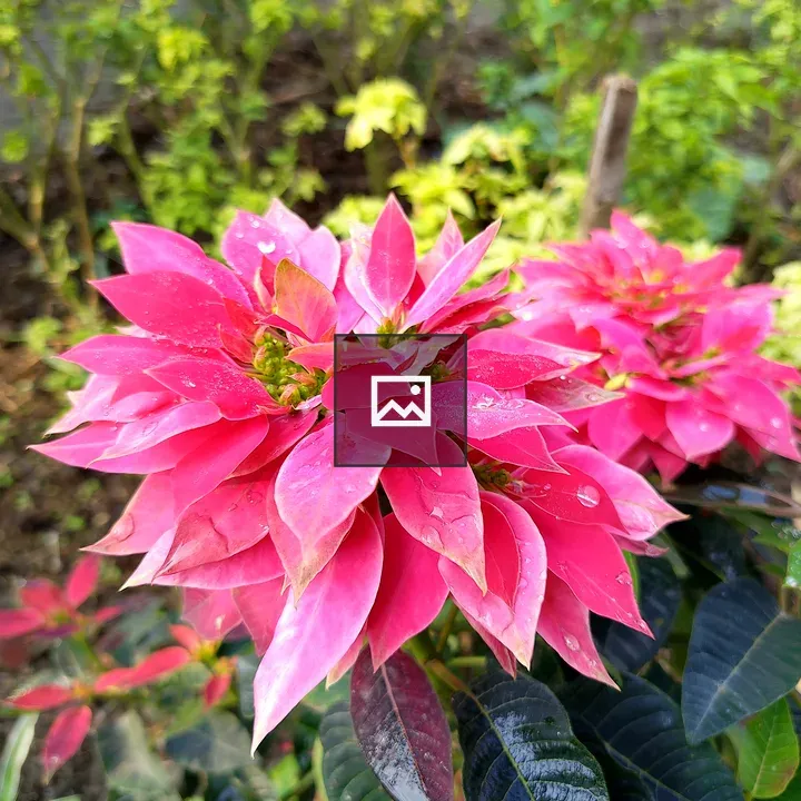 Close-up Pink Poinsettia Flowers