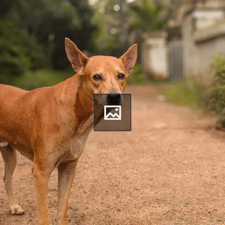 Brown dog on gravel path