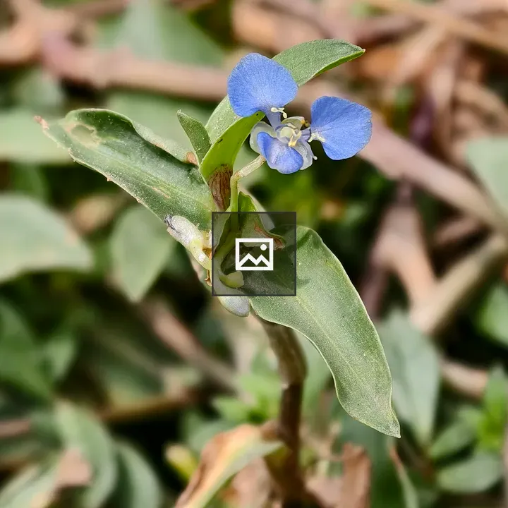 Blue commelina flower