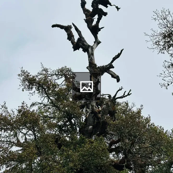 Gnarled Branches Against Sky