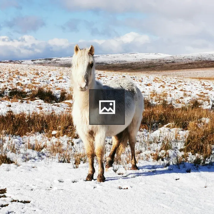 Wild pony with snowy mountain