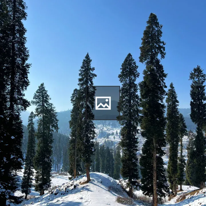 Tall pine trees on snowy hillside