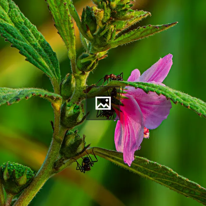 Ants on Pink Flower