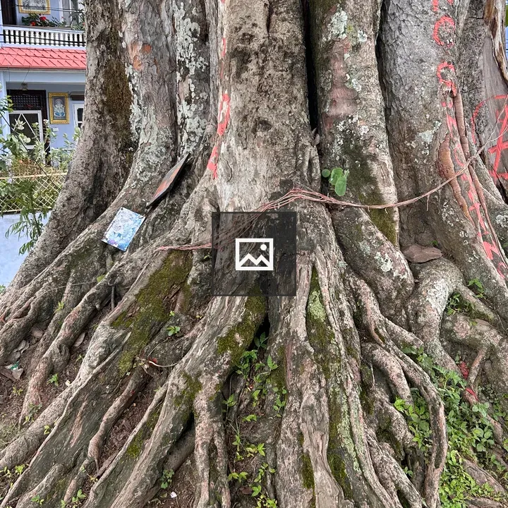 Weathered tree trunk with roots