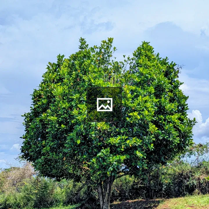 Jack fruit tree in sunlight