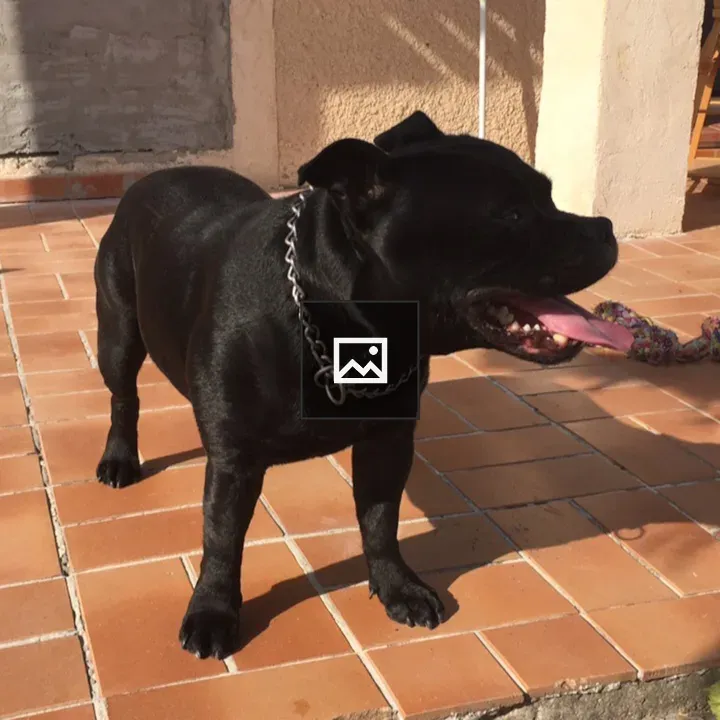 Staffordshire Bull Terrier on Floor
