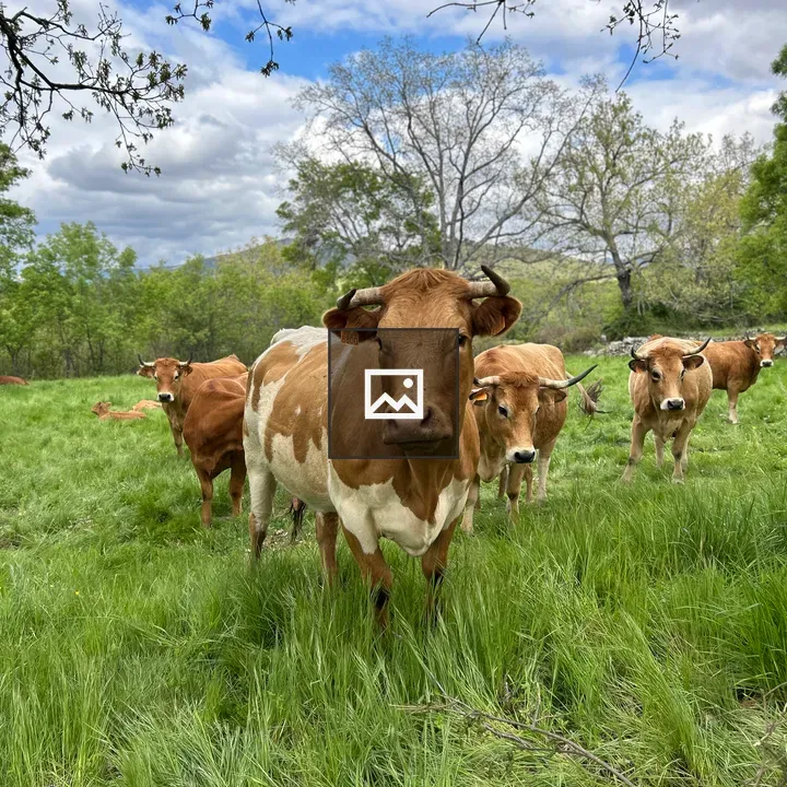 Group of brown and white cows