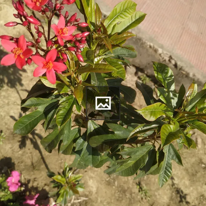 Flowering Plant with Pink and Red Clusters