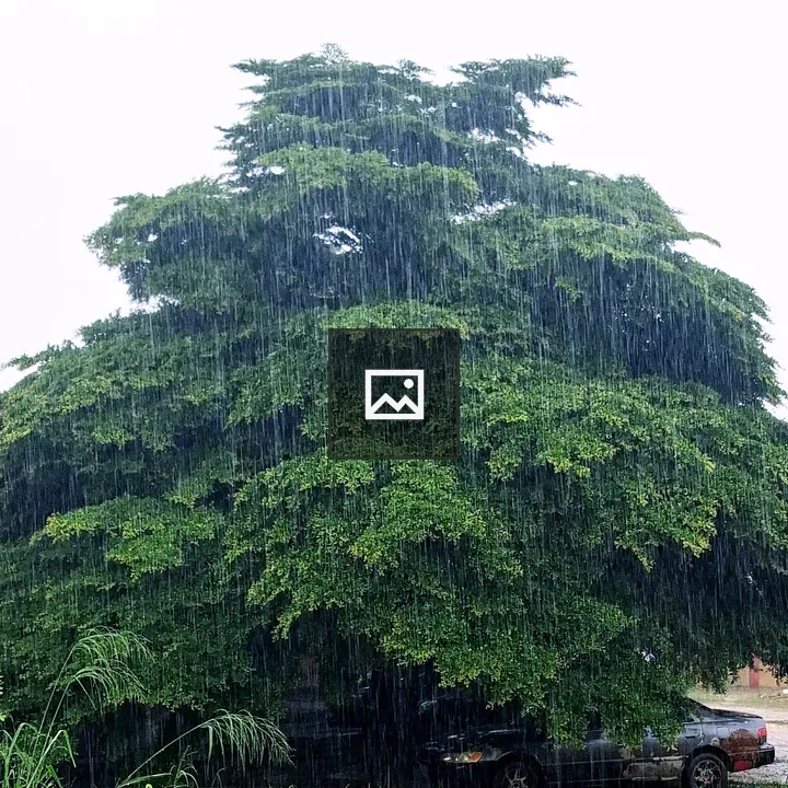 Green Canopy in Heavy Rain