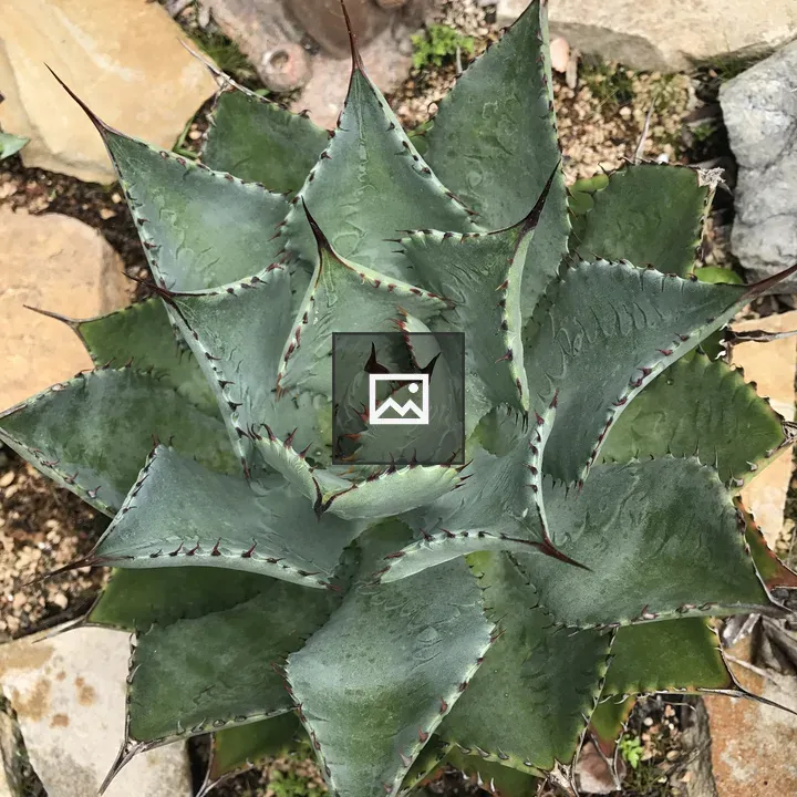 Succulent