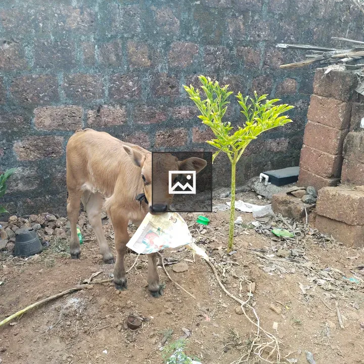 Calf with Paper in Mouth