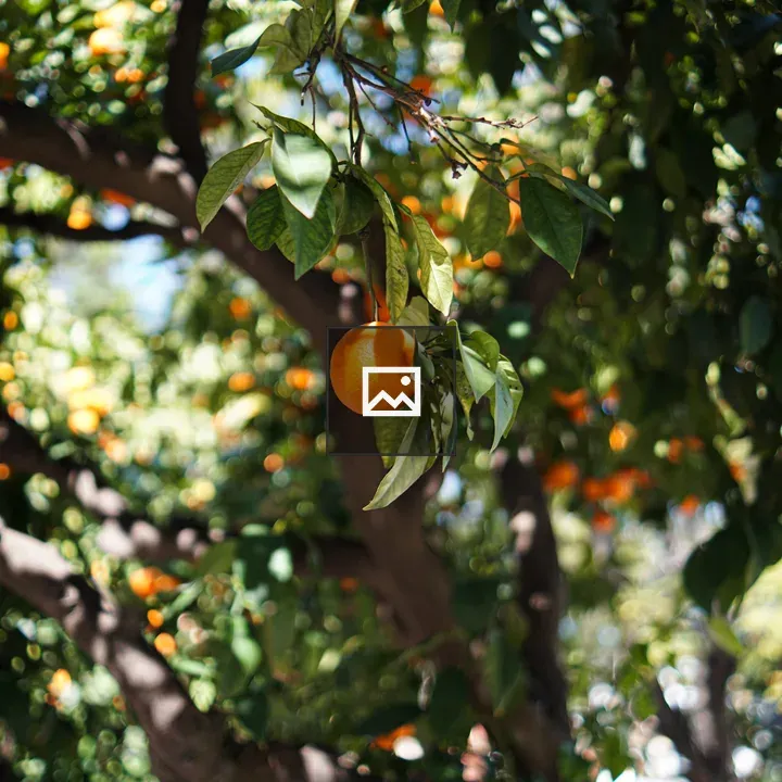 Orange on Tree Branch