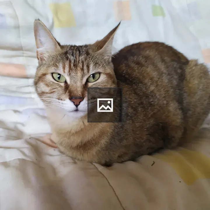 Ginger cat