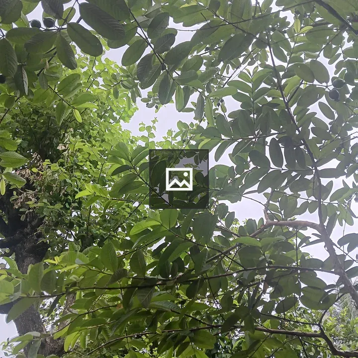 Guava Tree Branches Against Sky