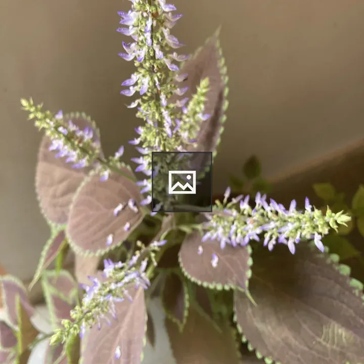 Leaves and flowers