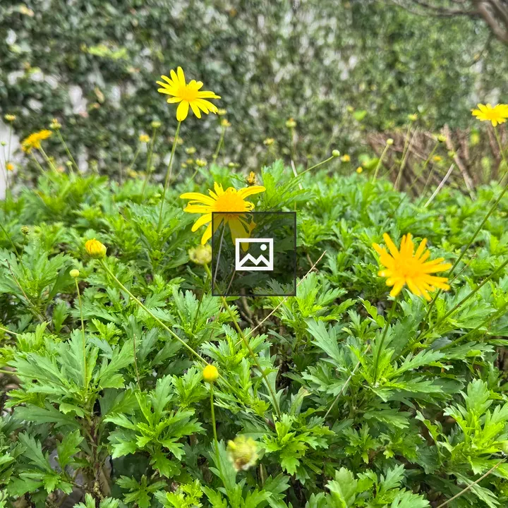 Yellow daisies among green foliage