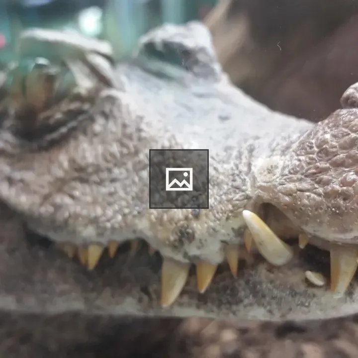 Caiman Teeth