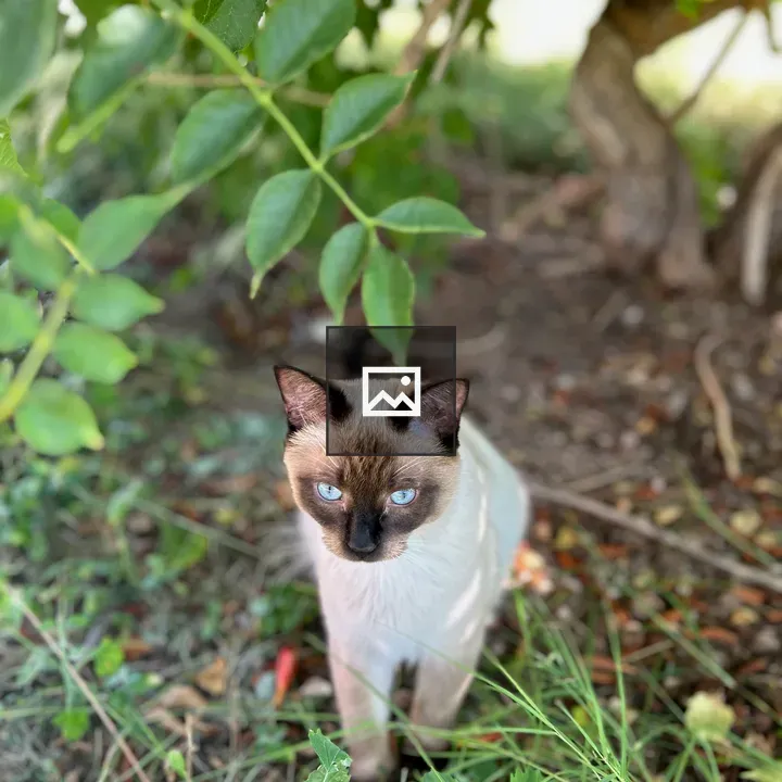 Siamese cat among greenery