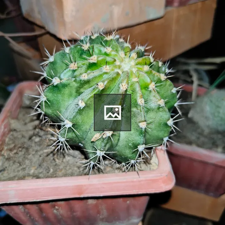 Cactus in a Pot