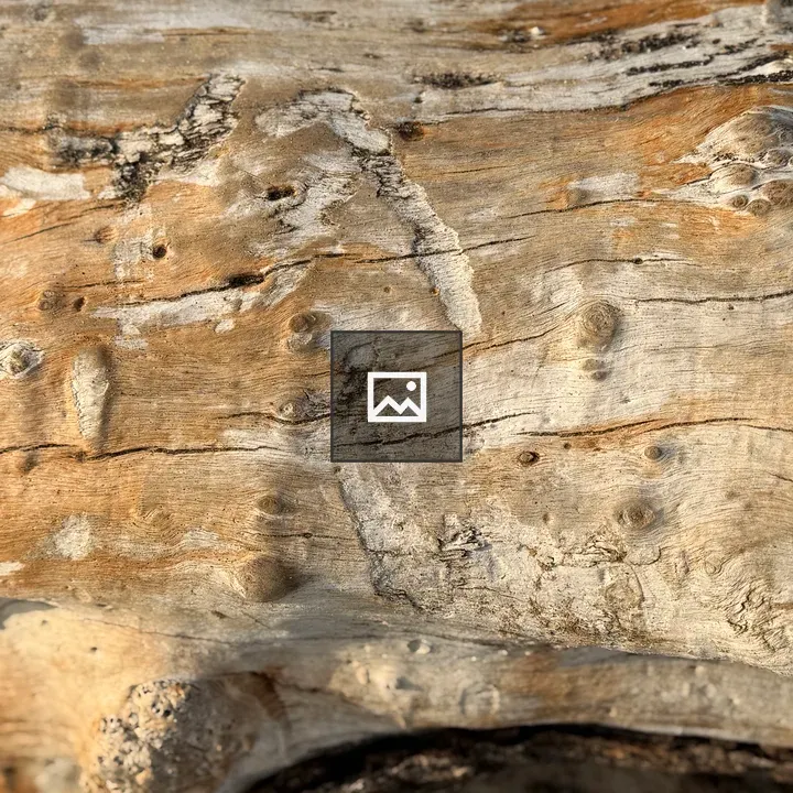 Weathered tree trunk close-up