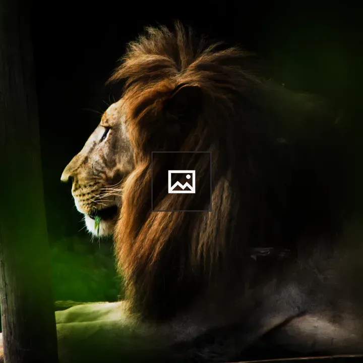 Male Ugandan Lion