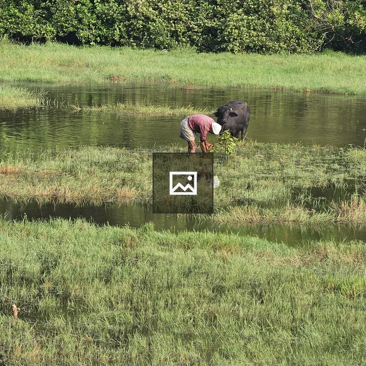 Person in striped shirt tending field
