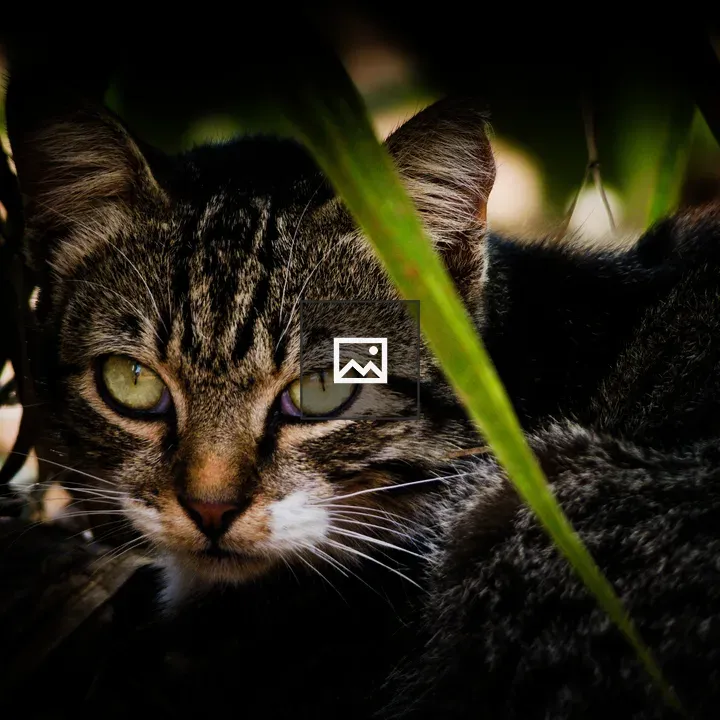 Tabby Cat among Leaves
