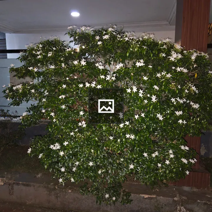 Bush with White Flowers by Building