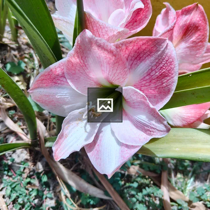 Pink and white amaryllis