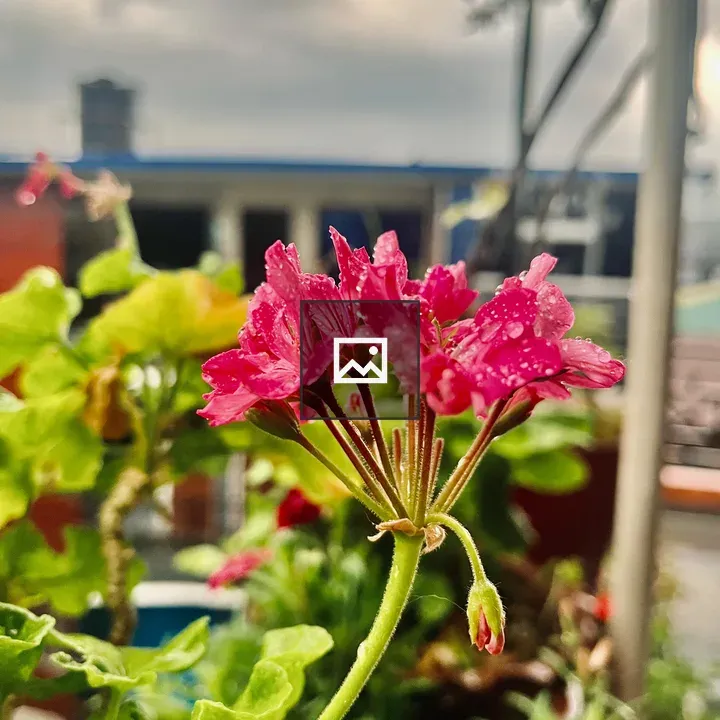 Pink flower in balcony pot