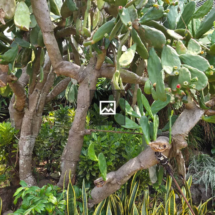 Cactus with thick pads