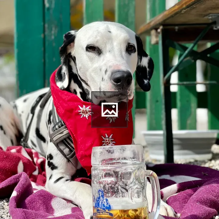 Dalmatian Emma in Beer Garden