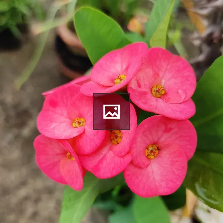 Flower Crown of Thorns