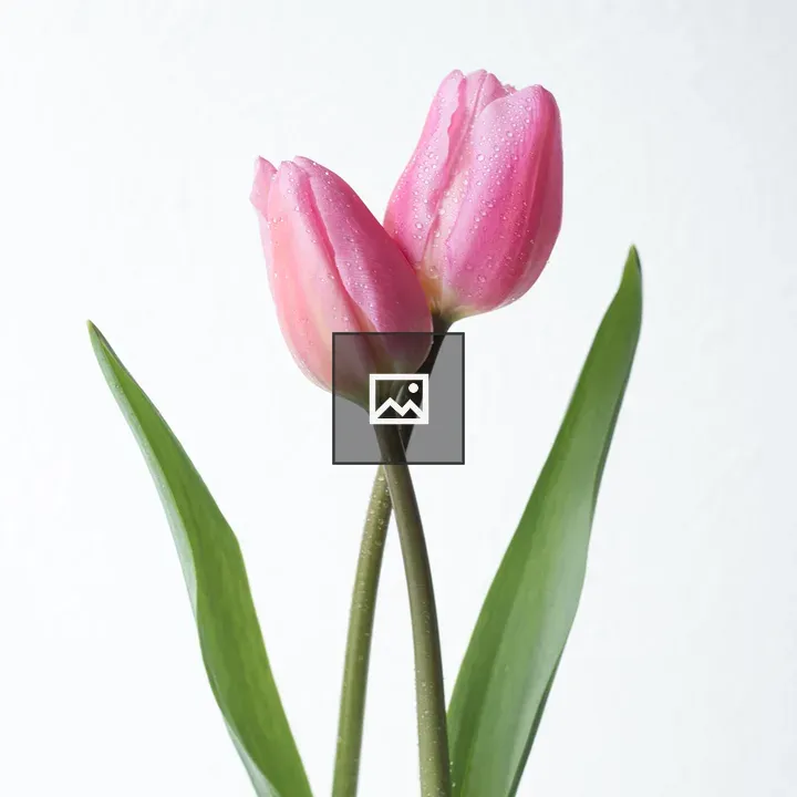 Pink tulips in bloom