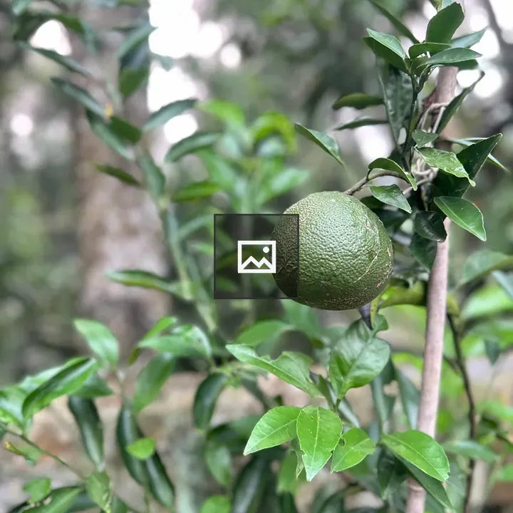 Green Malta fruit close-up
