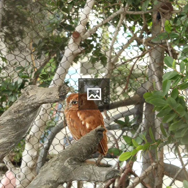 Owl on a Branch